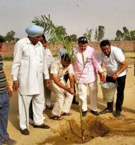 Tree Plantation drive in School