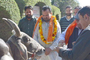 Respect feed offered to holy cow